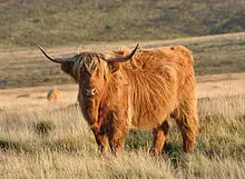 Highland Cow Charm Pendant